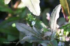 Veronica anagallis-aquatica